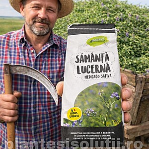 Seminte Lucerna Ileana C1 drajata, 1kg