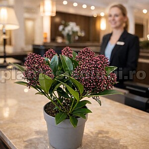 Liliac Japonez " Skimmia Japonica Rubella '' ,ghiveci 3L