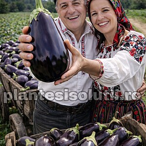 Seminte de vinete Aragon F1, 200 seminte