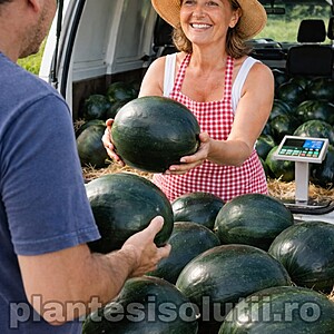 Seminte de Pepene verde Sugar Baby, RACI, 500g