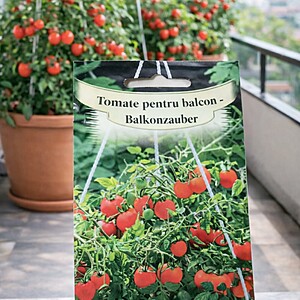 Seminte de Tomate pentru balcon - Balkonzauber