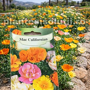 Seminte de Mac Californian (Eschscholzia californica)