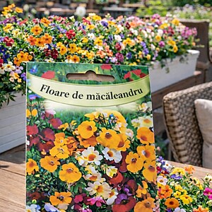 Seminte de Floare de măcăleandru