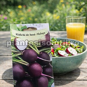Seminte de Ridichi de lună -Malaga