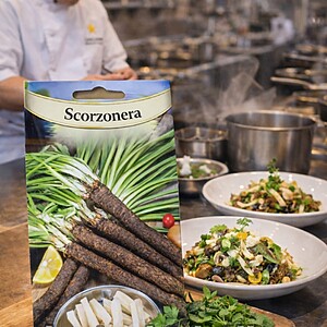 Seminte de Scorţonera – salată de iarnă