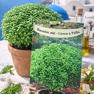 Seminte de Busuioc mic Greco a Palla