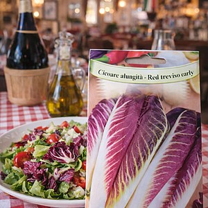 Seminte de Cicoare - Red Treviso Early