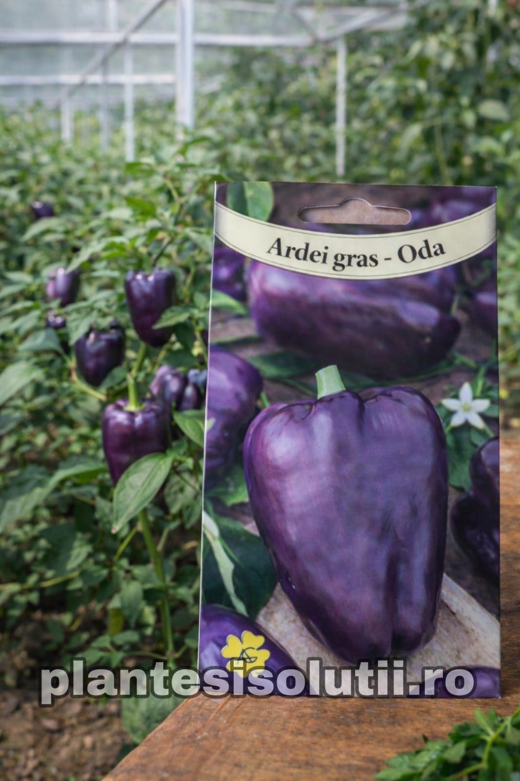 WhatsApp Image 2026-01-17 at 22.01.26 (3)