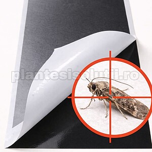 CAPCANA NEAGRA pentru TUTA ABSOLUTA, 40cm/25cm