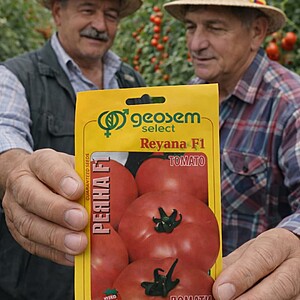 Seminte Tomate Reyana F1, 50 sem