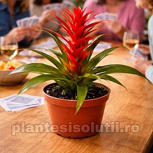 Guzmania ‘Allura’ – Bromelie de interior / Floare tropicală decorativă