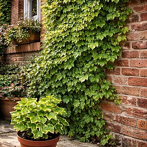 Hedera helix Gemengd – Iederă mixtă / Iederă decorativă de interior și exterior