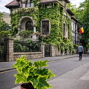 Hedera helix Gemengd – Iederă mixtă / Iederă decorativă de interior și exterior