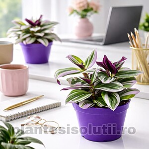 Tradescantia albiflora – Iederă de interior / Plantă curgătoare decorativă