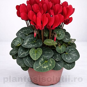 Cyclamen / Cyclamen persicum / Floarea de Iarnă / Ciclamen