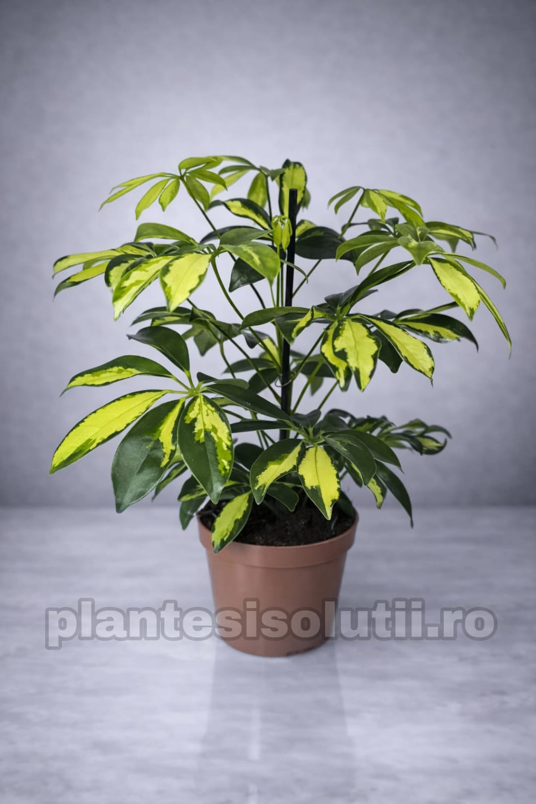 WhatsApp Image 2026-01-23 at 13.52.43 (1)