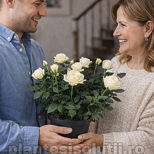 Trandafir miniatural de ghiveci / Trandafir pitic de interior