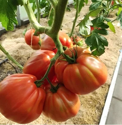 silvano-f1-10-seminte-tomate-nedeterminate-tip-para-productivitate~49896
