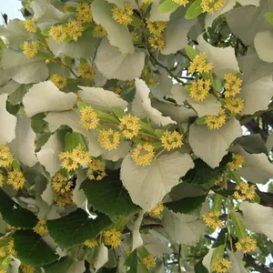 Tei argintiu 70-90cm