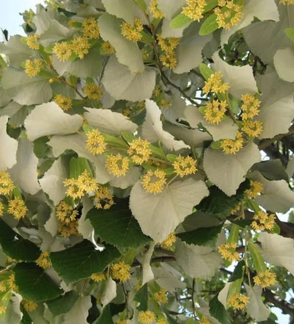 tei-argintiu1-1000x1100h