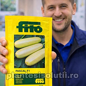 Seminte de dovlecel Pascal F1,