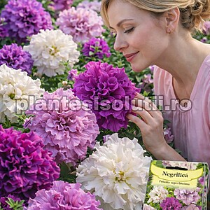 Seminte de Negrilica / Chimen negru ornamental