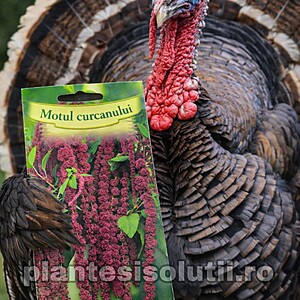 Seminte de Motul Curcanului