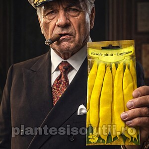 Seminte de fasole lata pitica galbena - Capitano