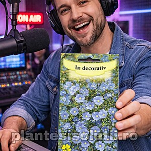 Seminte de In Decorativ – Albastru