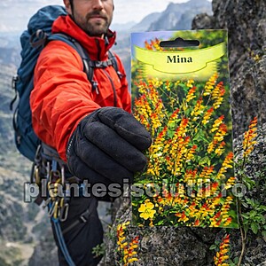 Semminte de Mina / Vița spaniolă