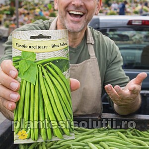 Seminte de Fasole urcătoare - Blue Lake