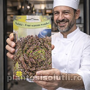 Seminte de Salata - Four Seasons Wonder