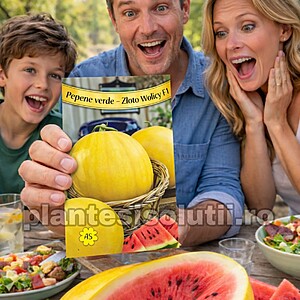 Seminte de Pepene verde -Zloto Wolicy F1