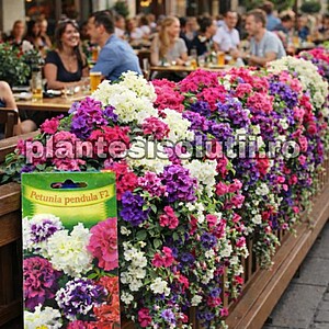 Seminte de Petunia curgătoare (Pendula) P Mix F2