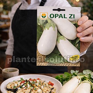 Semințe de vinete Albe Bial F1