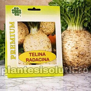 Seminte Telina De Radacina - Gigante di Praga, 20g, aproximativ 7.500-8.000sem