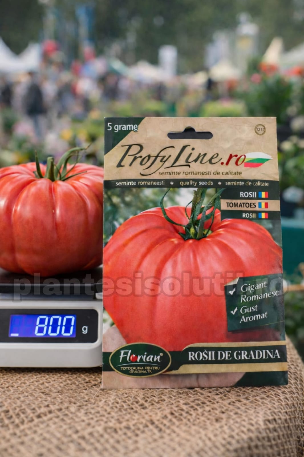 WhatsApp Image 2026-02-11 at 16.19.06