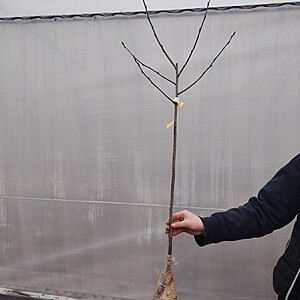 ARONIA POMISOR RADACINA AMBALATA