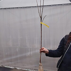 COACAZ NEGRU POMISOR RADACINA AMBALATA