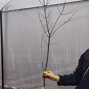 CORN POMISOR RADACINA AMBALATA