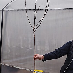 AGRIS ROSU POMISOR RADACINA AMBALATA