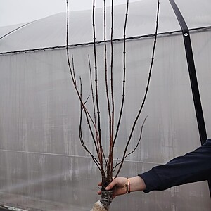 DEUTZIA RADACINA AMBALATA