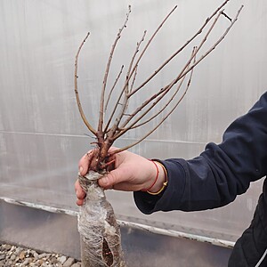 ARONIA ARBUST RADACINA AMBALATA