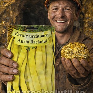 Seminte de fasole urcatoare galbena lata Auria Bacaului, 50 seminte