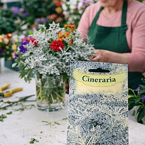 Semminte de flori Cineraria, 80seminte