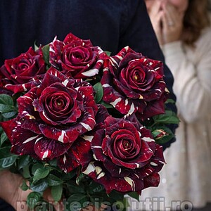 Butas de Trandafir, Hocus Pocus, radacina ambalata