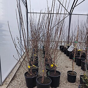 MAGNOLIA SUSAN 1,60m-1,80m