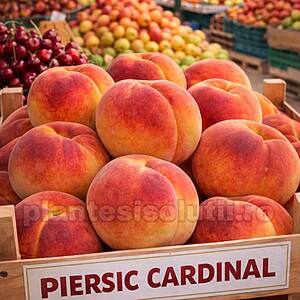 Piersic Cardinal, radacina ambalata