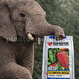 Seminte de ardei kapia Picior de Elefant , 5000 seminte
