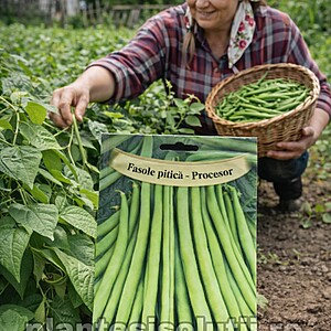 Seminte de Fasole pitica Processor 100gr
